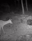 wildlife_camera_hikmicro_t16_16_.jpg
