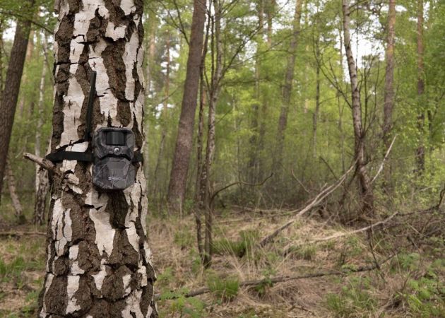 wildlife_camera_hikmicro_t16_14_.jpg