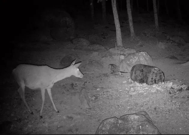 wildlife_camera_hikmicro_t16_16_.jpg