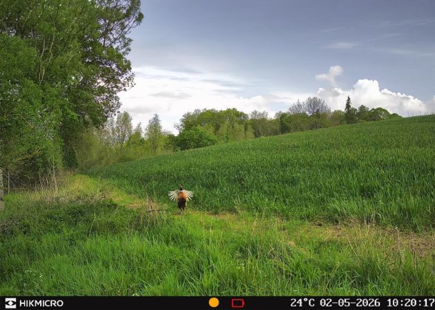 wildlife_camera_hikmicro_t16_17_.jpg