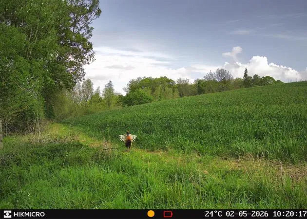 wildlife_camera_hikmicro_t16_17_.jpg
